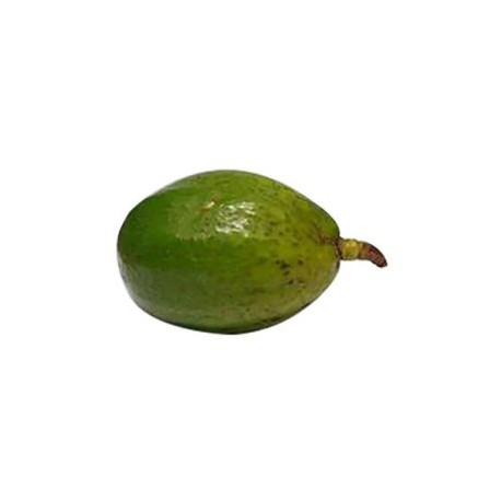 AGUACATE LOCAL