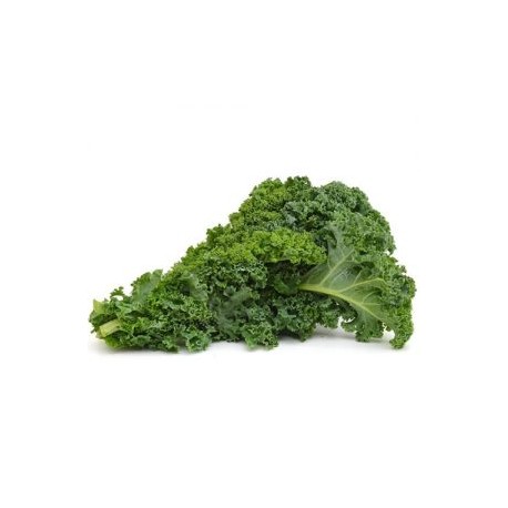 LECHUGA BERZA / KALE.