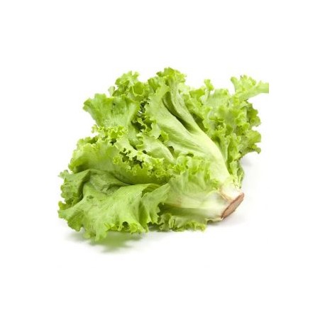 LECHUGA ITALIANA JAPONESA KG