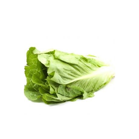 LECHUGA LARGA KG