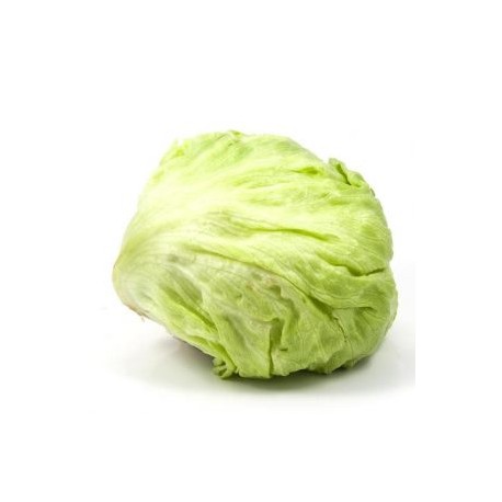 LECHUGA ROMANA KG