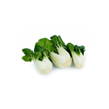 BOK CHOY BABY