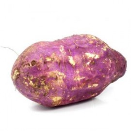 CAMOTE MORADO