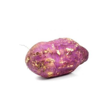 CAMOTE MORADO