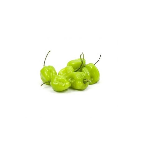 CHILE HABANERO