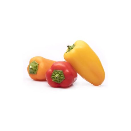 CHILE PIMIENTO MORRON BABY DE COLORES