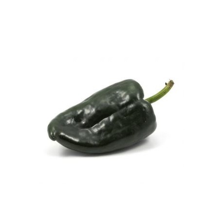 CHILE POBLANO