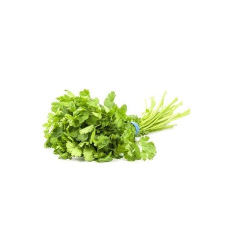 CILANTRO